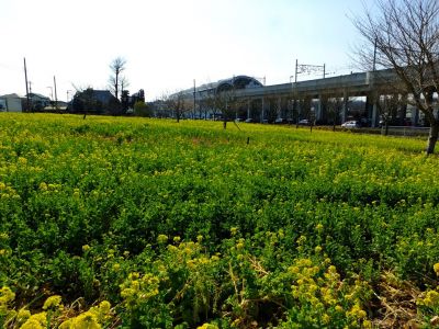 横浜市営地下鉄グリーンライン川和町駅前「菜の花畑」
