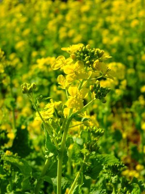 横浜市営地下鉄グリーンライン川和町駅前「菜の花畑」
