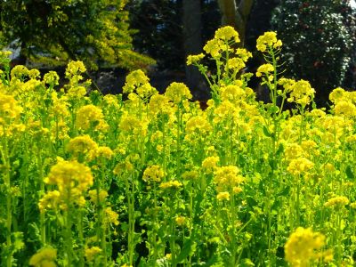 横浜市営地下鉄グリーンライン川和町駅前「菜の花畑」
