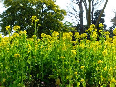 横浜市営地下鉄グリーンライン川和町駅前「菜の花畑」
