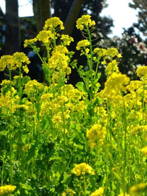 横浜市営地下鉄グリーンライン川和町駅前「菜の花畑」
