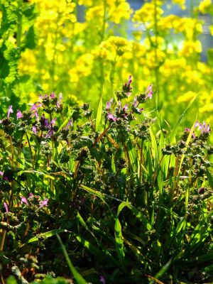 横浜市営地下鉄グリーンライン川和町駅前「菜の花畑」
