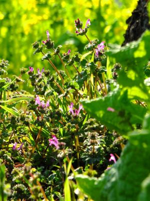 横浜市営地下鉄グリーンライン川和町駅前「菜の花畑」
