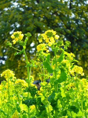 横浜市営地下鉄グリーンライン川和町駅前「菜の花畑」
