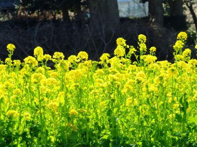 横浜市営地下鉄グリーンライン川和町駅前「菜の花畑」
