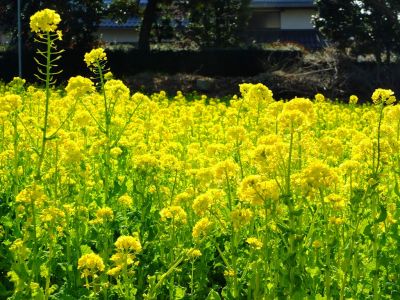 横浜市営地下鉄グリーンライン川和町駅前「菜の花畑」
