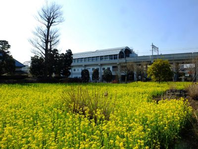 横浜市営地下鉄グリーンライン川和町駅前「菜の花畑」

