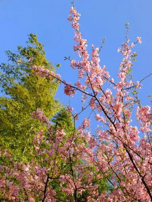 川和町河津桜
