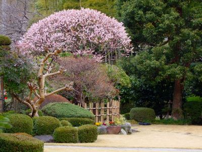 正覚寺（白梅）
