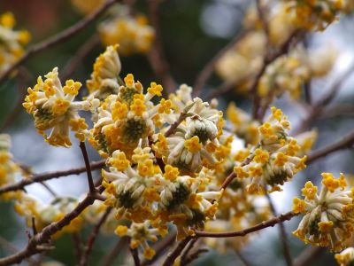 正覚寺（三椏）
