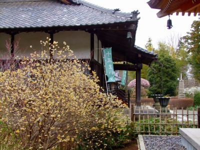 正覚寺（三椏）
