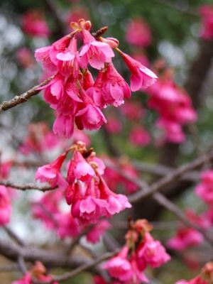 茅ヶ崎公園（寒緋ざくら）

