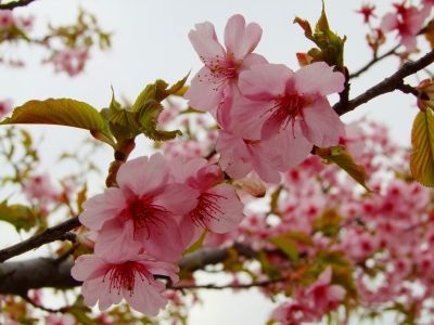 茅ヶ崎公園（河津ざくら）
