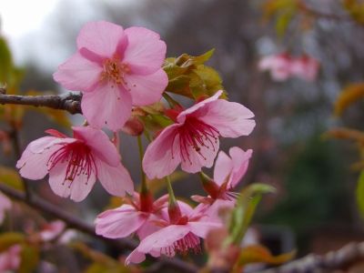 茅ヶ崎公園（河津ざくら）
