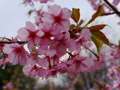 茅ヶ崎公園（河津ざくら）
