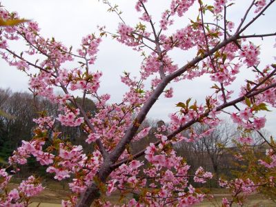 茅ヶ崎公園（河津ざくら）
