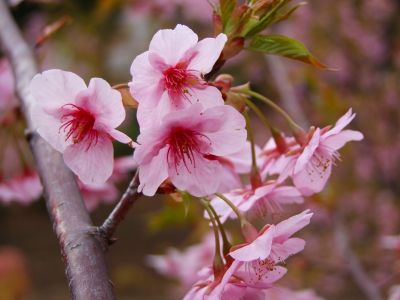 茅ヶ崎公園（河津ざくら）

