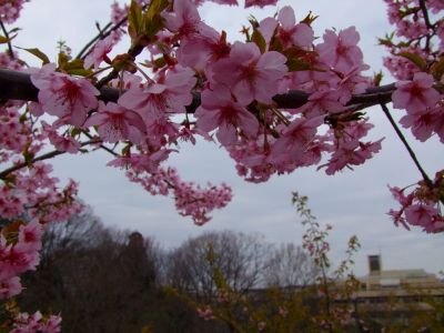 茅ヶ崎公園（河津ざくら）
