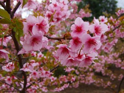 茅ヶ崎公園（河津ざくら）
