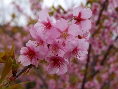 茅ヶ崎公園（河津ざくら）
