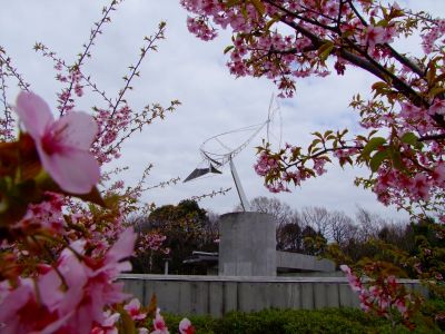 茅ヶ崎公園（河津ざくら）
