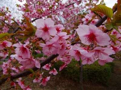 茅ヶ崎公園（河津ざくら）
