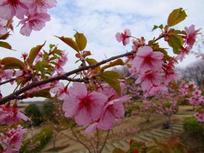 茅ヶ崎公園（河津ざくら）
