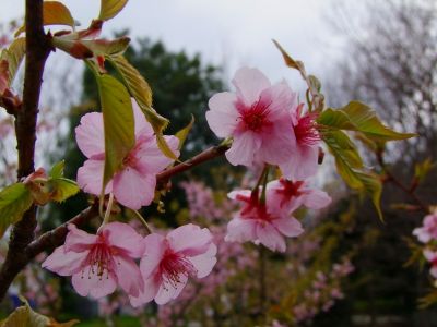 茅ヶ崎公園（河津ざくら）
