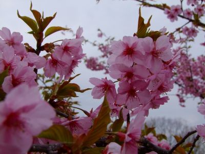 茅ヶ崎公園（河津ざくら）
