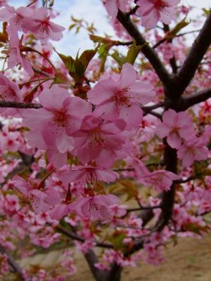茅ヶ崎公園（河津ざくら）
