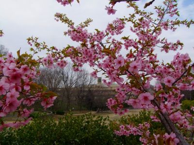茅ヶ崎公園（河津ざくら）
