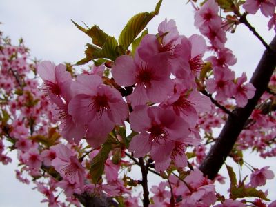 茅ヶ崎公園（河津ざくら）
