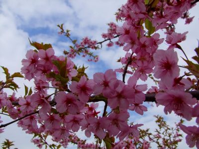 茅ヶ崎公園（河津ざくら）
