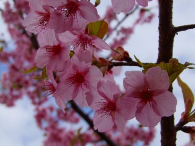 茅ヶ崎公園（河津ざくら）
