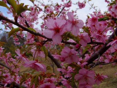 茅ヶ崎公園（河津ざくら）
