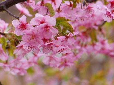 茅ヶ崎公園（河津ざくら）
