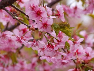 茅ヶ崎公園（河津ざくら）
