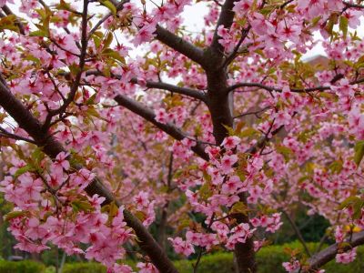 茅ヶ崎公園（河津ざくら）

