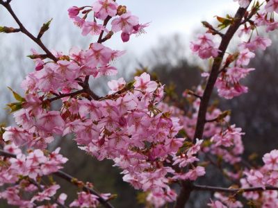 茅ヶ崎公園（河津ざくら）
