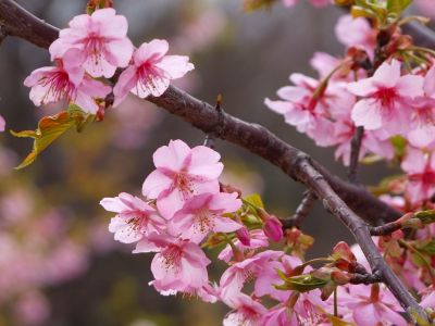 茅ヶ崎公園（河津ざくら）
