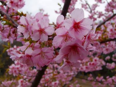 茅ヶ崎公園（河津ざくら）
