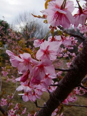 茅ヶ崎公園（河津ざくら）
