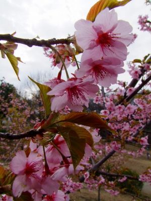 茅ヶ崎公園（河津ざくら）
