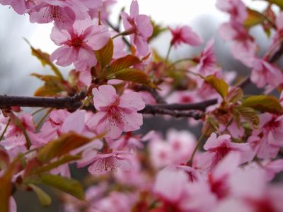 茅ヶ崎公園（河津ざくら）

