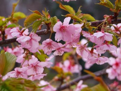茅ヶ崎公園（河津ざくら）
