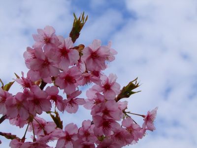 茅ヶ崎公園（河津ざくら）
