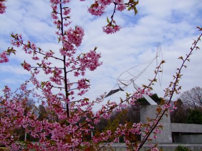 茅ヶ崎公園（河津ざくら）
