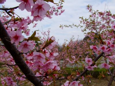 茅ヶ崎公園（河津ざくら）
