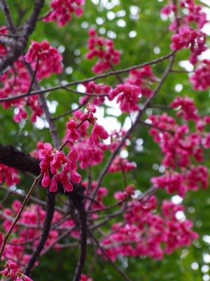 茅ヶ崎公園（寒緋ざくら）
