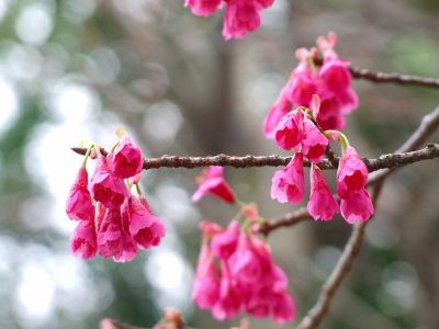 茅ヶ崎公園（寒緋ざくら）
